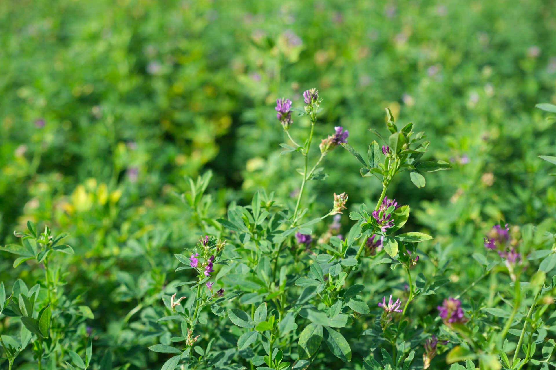 Alfalfa