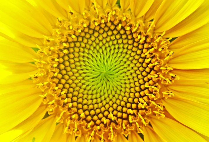 sunflower close up