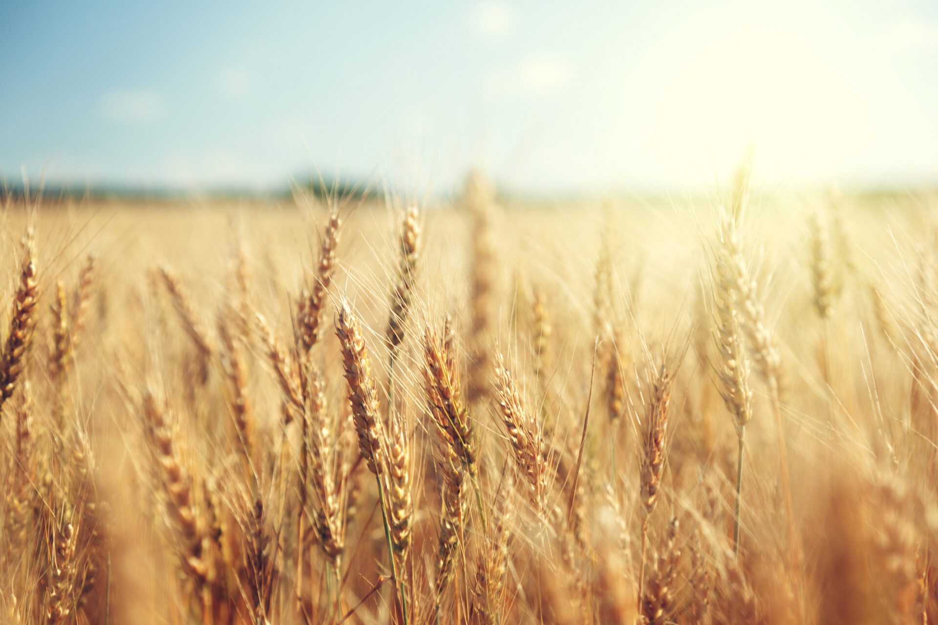 Wheat